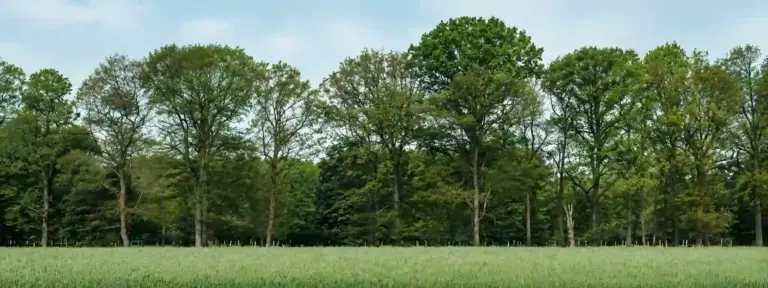Wooded residential building lot with mature trees and open grass, illustrating land evaluation before custom home construction.
